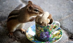 Preview wallpaper chipmunk, nuts, mug