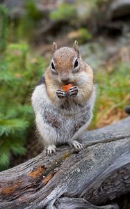 Preview wallpaper chipmunk, rodent, animal, tree, bark