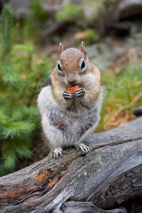 Preview wallpaper chipmunk, rodent, animal, tree, bark