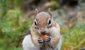 Preview wallpaper chipmunk, rodent, animal, tree, bark