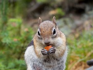 Preview wallpaper chipmunk, rodent, animal, tree, bark