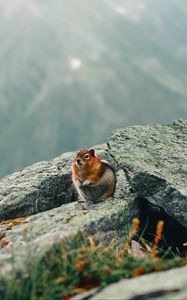 Preview wallpaper chipmunk, rodent, animal, wildlife