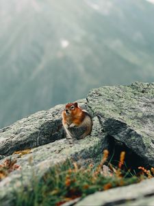 Preview wallpaper chipmunk, rodent, animal, wildlife