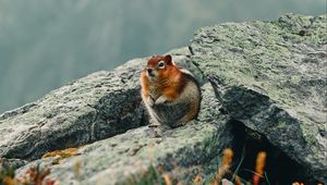 Preview wallpaper chipmunk, rodent, animal, wildlife