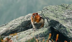 Preview wallpaper chipmunk, rodent, animal, wildlife