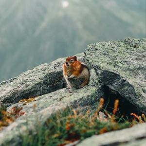 Preview wallpaper chipmunk, rodent, animal, wildlife