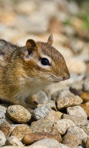Preview wallpaper chipmunk, rodent, animal, small
