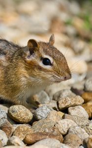 Preview wallpaper chipmunk, rodent, animal, small