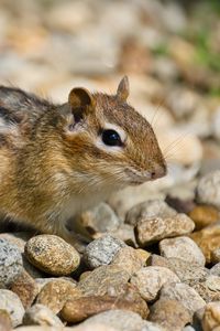 Preview wallpaper chipmunk, rodent, animal, small