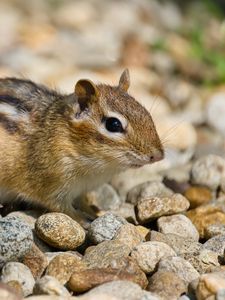 Preview wallpaper chipmunk, rodent, animal, small