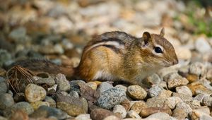 Preview wallpaper chipmunk, rodent, animal, small