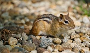 Preview wallpaper chipmunk, rodent, animal, small