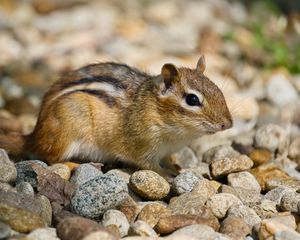 Preview wallpaper chipmunk, rodent, animal, small