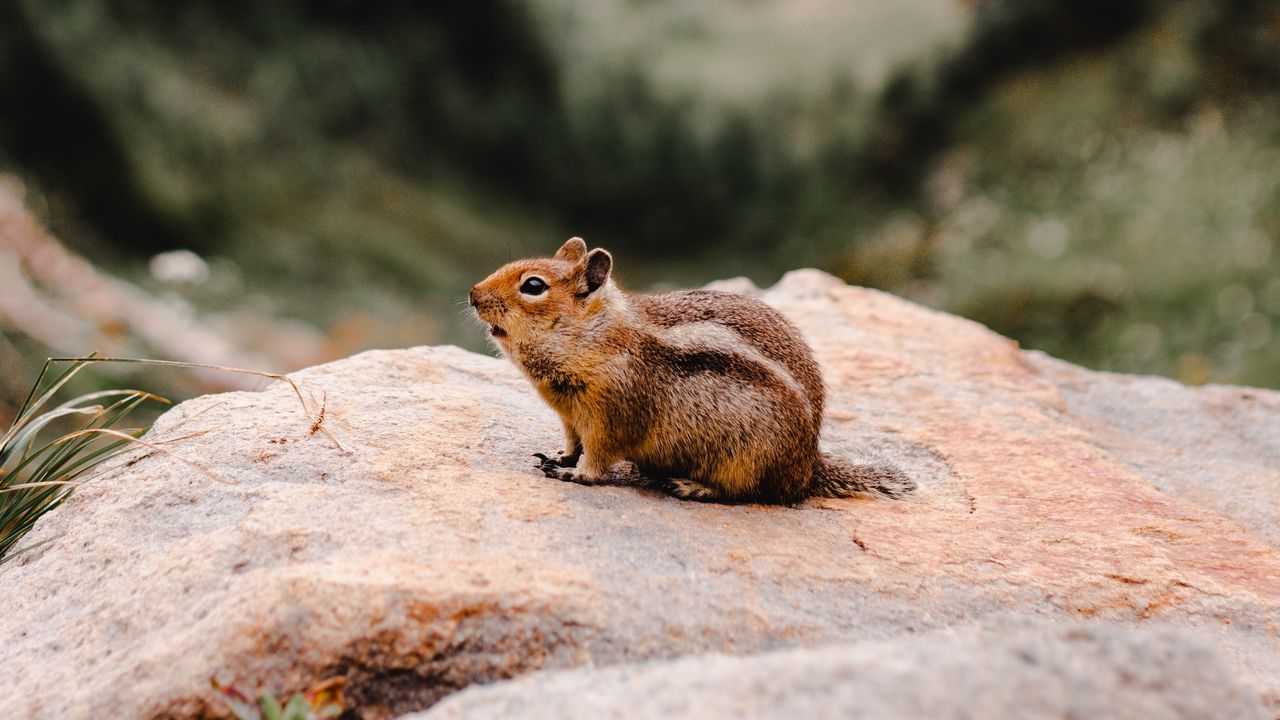 Wallpaper chipmunk, rodent, fluffy, stone