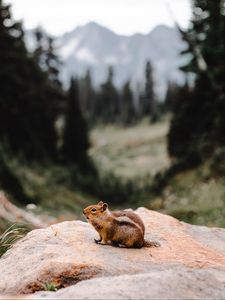 Preview wallpaper chipmunk, rodent, fluffy, stone