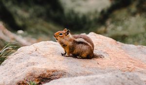 Preview wallpaper chipmunk, rodent, fluffy, stone