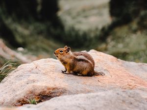 Preview wallpaper chipmunk, rodent, fluffy, stone