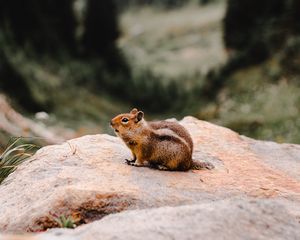 Preview wallpaper chipmunk, rodent, fluffy, stone