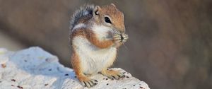 Preview wallpaper chipmunk, rodent, fluffy, animal, stone