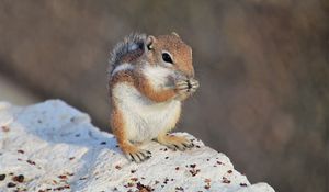 Preview wallpaper chipmunk, rodent, fluffy, animal, stone