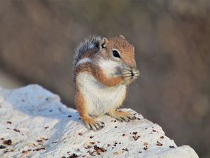 Preview wallpaper chipmunk, rodent, fluffy, animal, stone