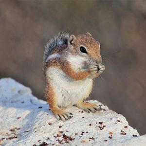 Preview wallpaper chipmunk, rodent, fluffy, animal, stone