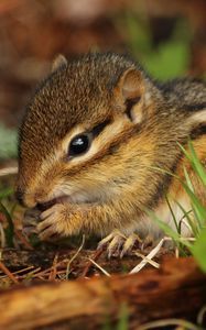 Preview wallpaper chipmunk, rodent, grass, food