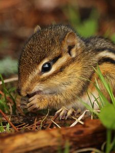 Preview wallpaper chipmunk, rodent, grass, food