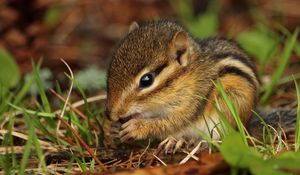 Preview wallpaper chipmunk, rodent, grass, food