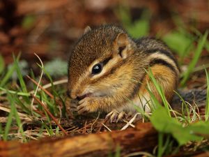 Preview wallpaper chipmunk, rodent, grass, food