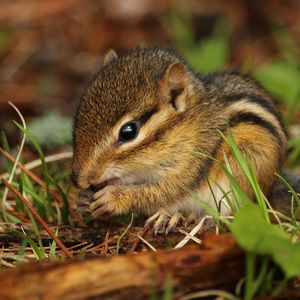 Preview wallpaper chipmunk, rodent, grass, food