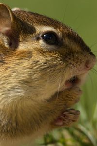 Preview wallpaper chipmunk, rodent, grass