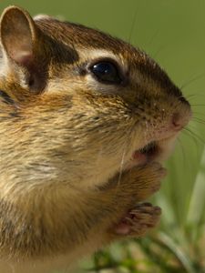 Preview wallpaper chipmunk, rodent, grass