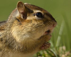 Preview wallpaper chipmunk, rodent, grass