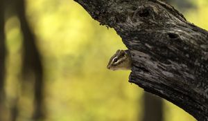 Preview wallpaper chipmunk, rodent, hollow, tree, blur