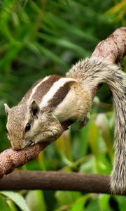 Preview wallpaper chipmunk, rodent, lies, branches