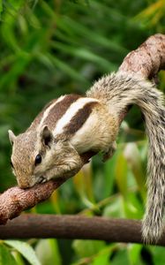 Preview wallpaper chipmunk, rodent, lies, branches