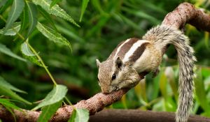 Preview wallpaper chipmunk, rodent, lies, branches