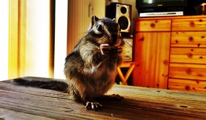 Preview wallpaper chipmunk, room, table, sitting, striped