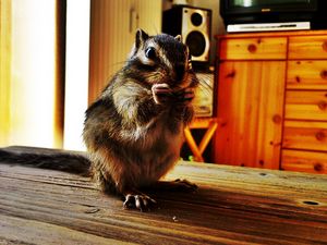 Preview wallpaper chipmunk, room, table, sitting, striped