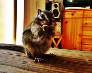 Preview wallpaper chipmunk, room, table, sitting, striped