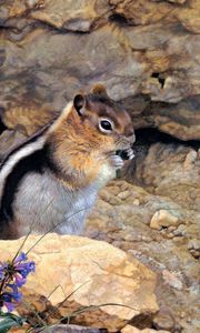 Preview wallpaper chipmunk, stones, flowers, stripes, sit