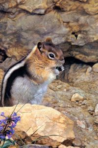 Preview wallpaper chipmunk, stones, flowers, stripes, sit