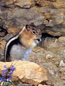 Preview wallpaper chipmunk, stones, flowers, stripes, sit