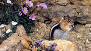 Preview wallpaper chipmunk, stones, flowers, stripes, sit