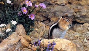 Preview wallpaper chipmunk, stones, flowers, stripes, sit