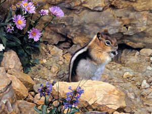 Preview wallpaper chipmunk, stones, flowers, stripes, sit