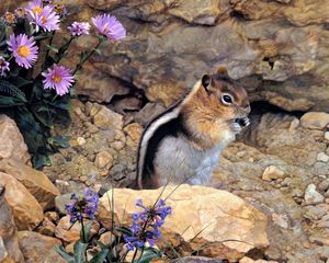 Preview wallpaper chipmunk, stones, flowers, stripes, sit