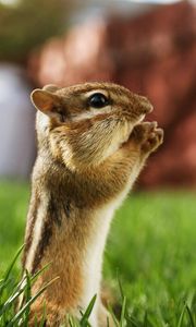 Preview wallpaper chipmunk, striped, sitting, grass