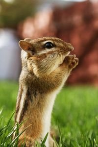 Preview wallpaper chipmunk, striped, sitting, grass